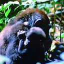  ,  -  13  2017        »