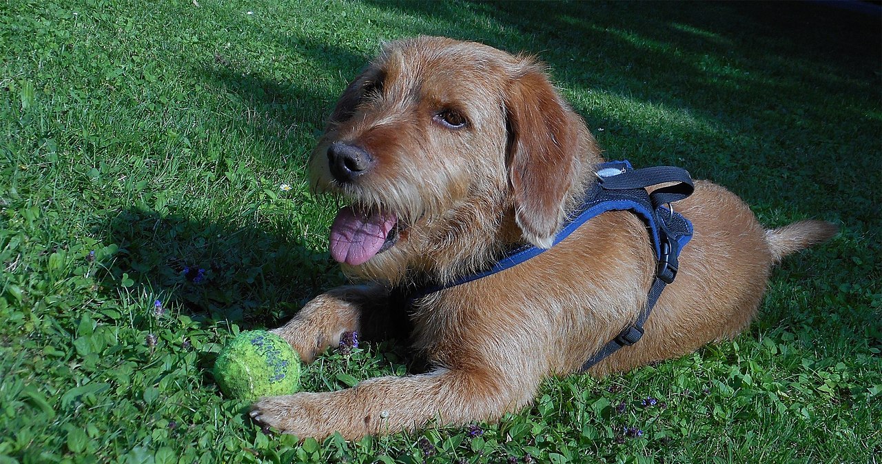 -., 5-,     (Basset fauve de Bretagne).