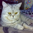 ���� ������, ��������, 60 ��� - ��������� 9 ������ 2018 � ������ ����ۻ