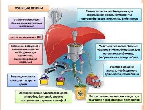 Печень - очень важный орган, к тому же в единственном числе, поэтому и заботиться о ней нужно ...