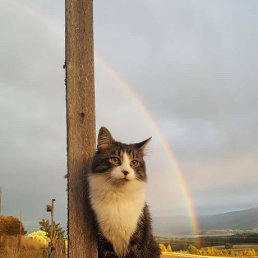 ����, ����, 34 ����