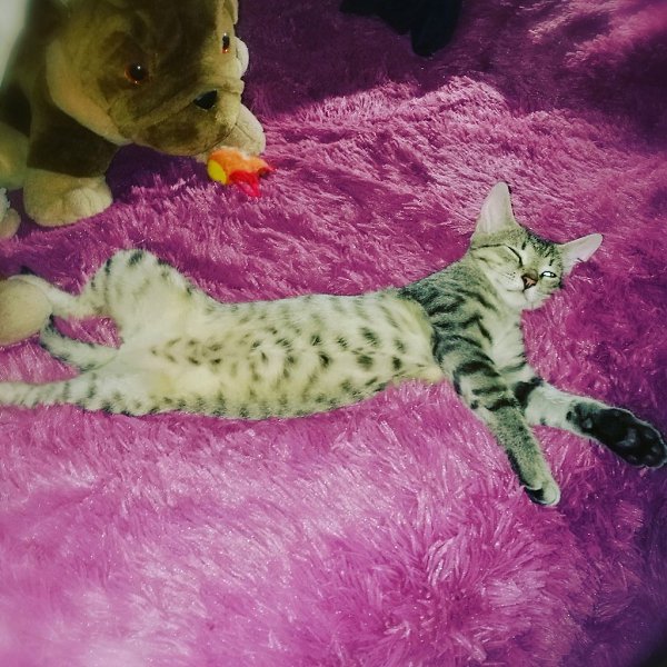 #Безкота_добро.Трёх братиков услышали в прошивке над потолком на работе, оказывается котята уже 3 ... - 5