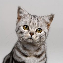 ������, ���������, 48 ���