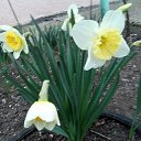 ���� ��������, ����������� - ��������� 18 ����� 2018