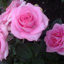 ���� Raisa, ��������� - ��������� 30 ������ 2017 � ������ ������ ��������