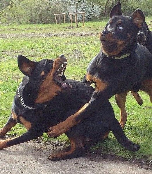Когда ты пытаешься обнять её, но она все еще злится на тебя.