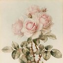 ���� Rose, ����������� - ��������� 26 ��� 2018 � ������ ���� ����������