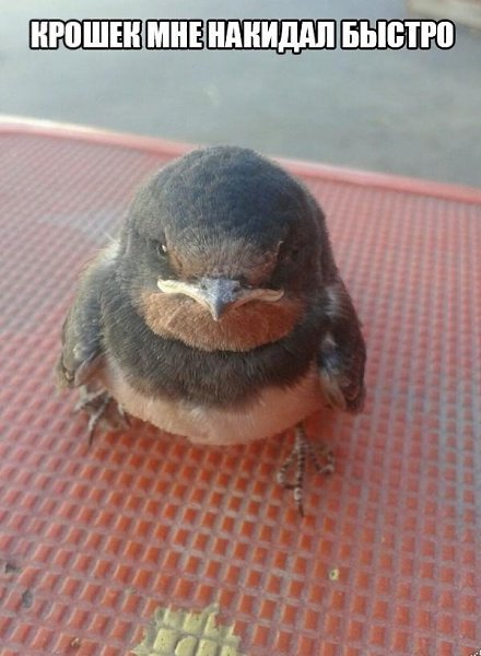 Nightjar - 22  2018  09:27 - 67