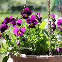 ���� Vassa, ���� - ��������� 13 ���� 2018 � ������ ������ ��������