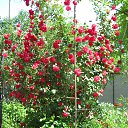 ���� ���������, �������������, 68 ��� - ��������� 27 ��� 2018 � ������ ���� ����������