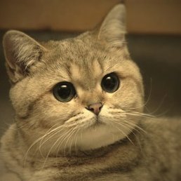 Alex, �����, 47 ���