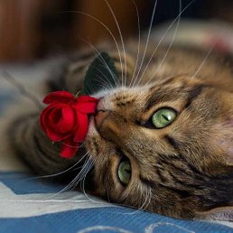 ���� �lena, �����������, 43 ���� - ��������� 17 ������ 2018