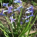 ������� �� ������� �FLORA�