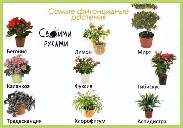 Цветы в детскую комнату - 7