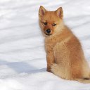  Piratka,  -  17  2018    