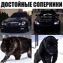 ���� ����, ���������, 41 ��� - ��������� 4 ����� 2018 � ������ ���� ����������