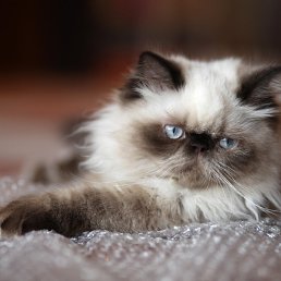 ��������, �����, 43 ����