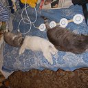 ���� ������, ����������� - ��������� 14 ������ 2018 � ������ ���� ����������