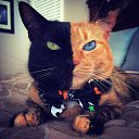 ���� ������, ������������ - ��������� 20 ������� 2017 � ������ ���� ����������