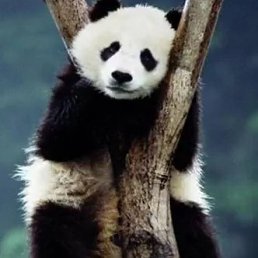 Looktits, ��������