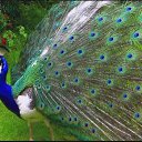���� Sedoi, ������� - ��������� 2 ��� 2018 � ������ ���� ����������