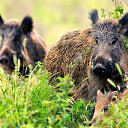 ���� ����, ������-��-����, 62 ���� - ��������� 22 ������ 2017 � ������ ������ ��������