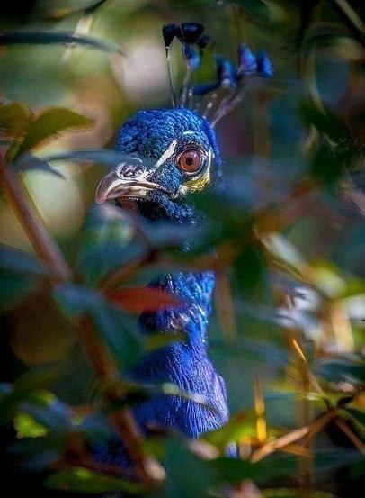 Чудо природы