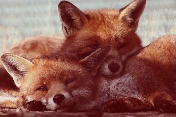 Если самка лисы умирает, то самец больше никогда не ищет себе пару и проживает остаток жизни ...
