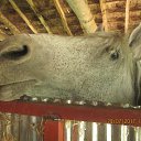 ���� Vaxtangi, �������, 54 ���� - ��������� 8 ��� 2018