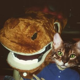 ����, �����-���������, 34 ����