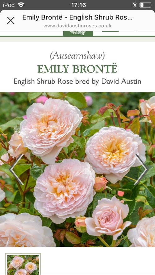 ����� ���������, �� ����� �� ������������ !!!!!!! �������� ������� David� Austin� ���� EMILY BRONTE ... - 2