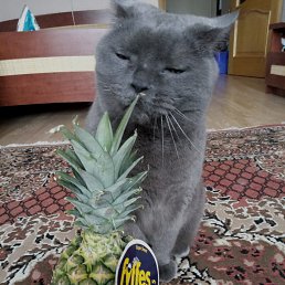 ���� ����, �����-���������, 51 ��� - ��������� 8 ���� 2018