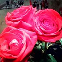 ���� ����, ���������, 48 ��� - ��������� 23 ������ 2017 � ������ ������ ��������