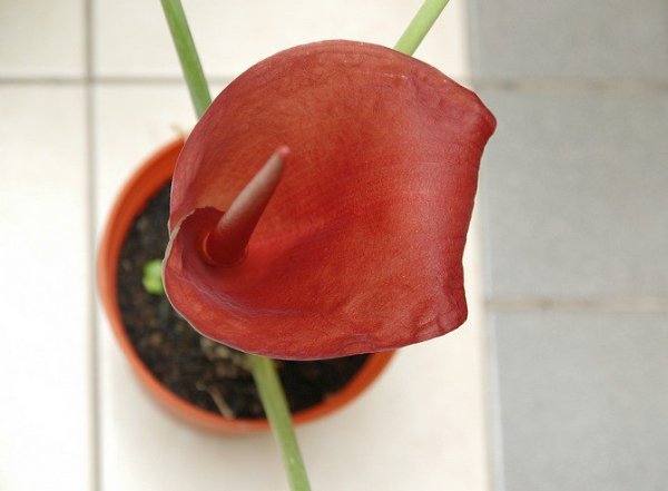 Аморфофаллус.Аморфофаллус (Amorphophallus) является листопадным растением, принадлежащим к семейству ... - 2