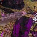 ���� ��������, �����-���������, 51 ��� - ��������� 5 ���� 2018 � ������ ���� ������� 05 ���� 18�