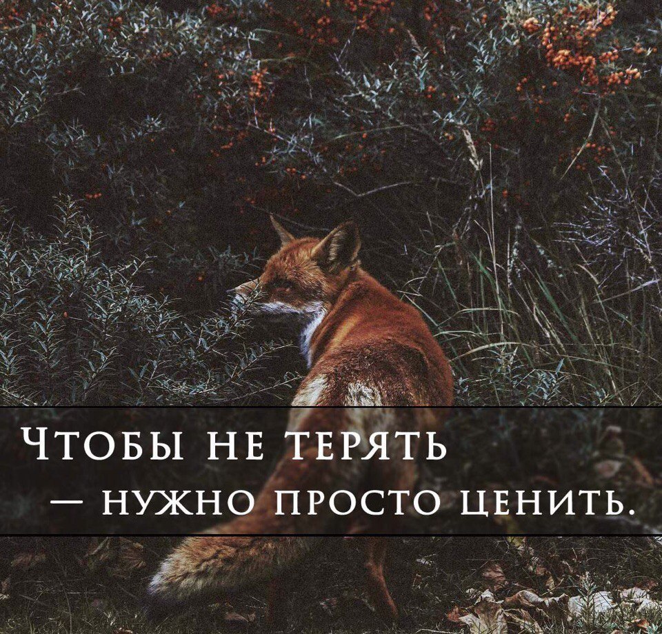 =Fox= - 28  2018  12:19