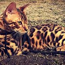 ���� Heppi, �����-���������, 60 ��� - ��������� 2 ���� 2018
