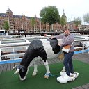 ���� �������, �����, 43 ���� - ��������� 31 ������ 2018 � ������ ���� ����������