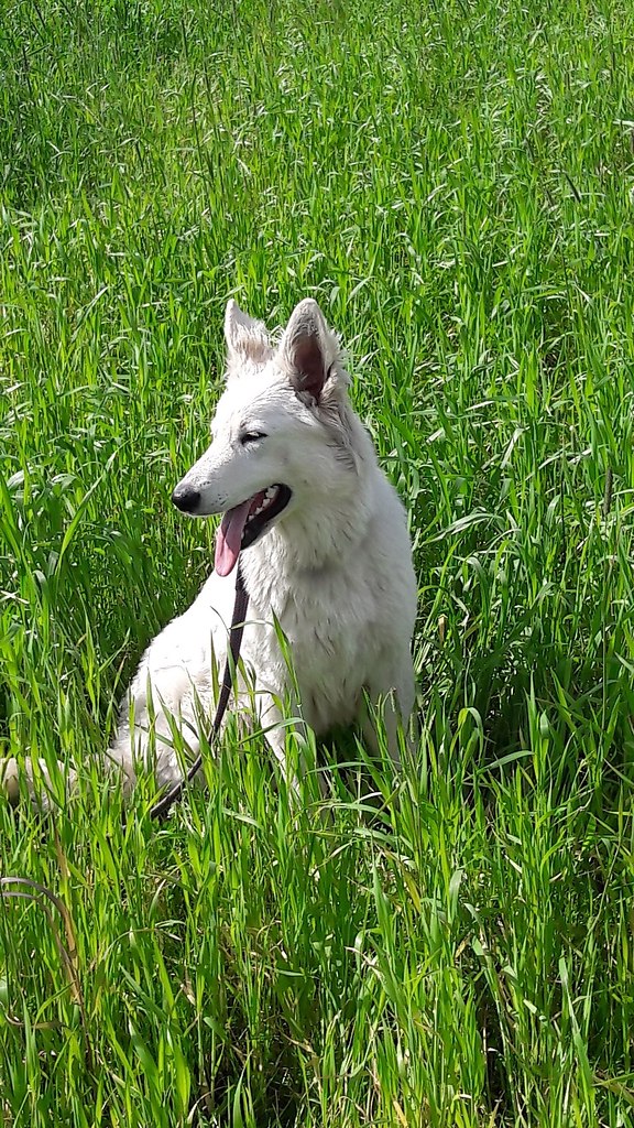 Собаки - 28 июня 2018 в 03:00