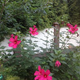Galina, ����, 65 ���