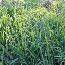 ���� ����, �������, 56 ��� - ��������� 7 ���� 2018 � ������ ���� ����������