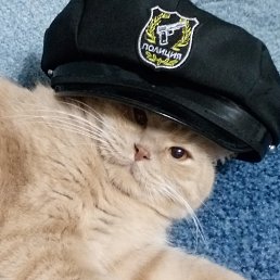 �����, �������-���������, 48 ���