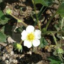 ������ �������� �� ������� �FLORA�