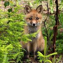 ���� ������, ��������� - ��������� 17 ��� 2018