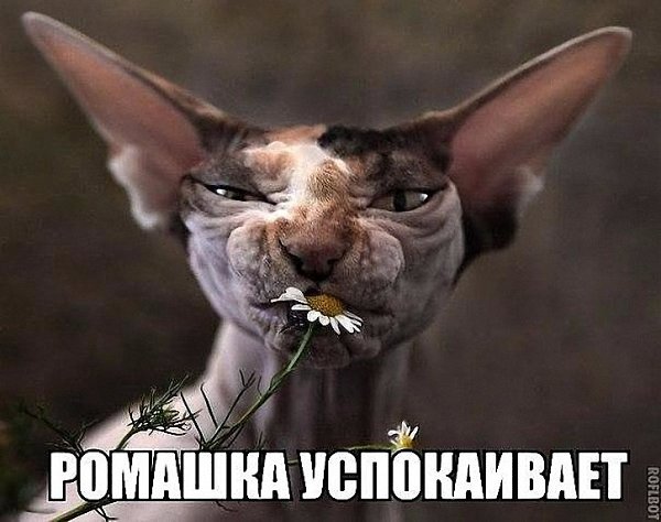 �������� �������� - 4 ������� 2018 � 15:10