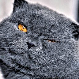 ������, ������, 60 ���