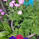 ���� �������, ���������, 66 ��� - ��������� 21 ���� 2018 � ������ ���� ����������