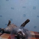 ���� ������, �����, 63 ���� - ��������� 11 ������� 2018 � ������ ���� ����