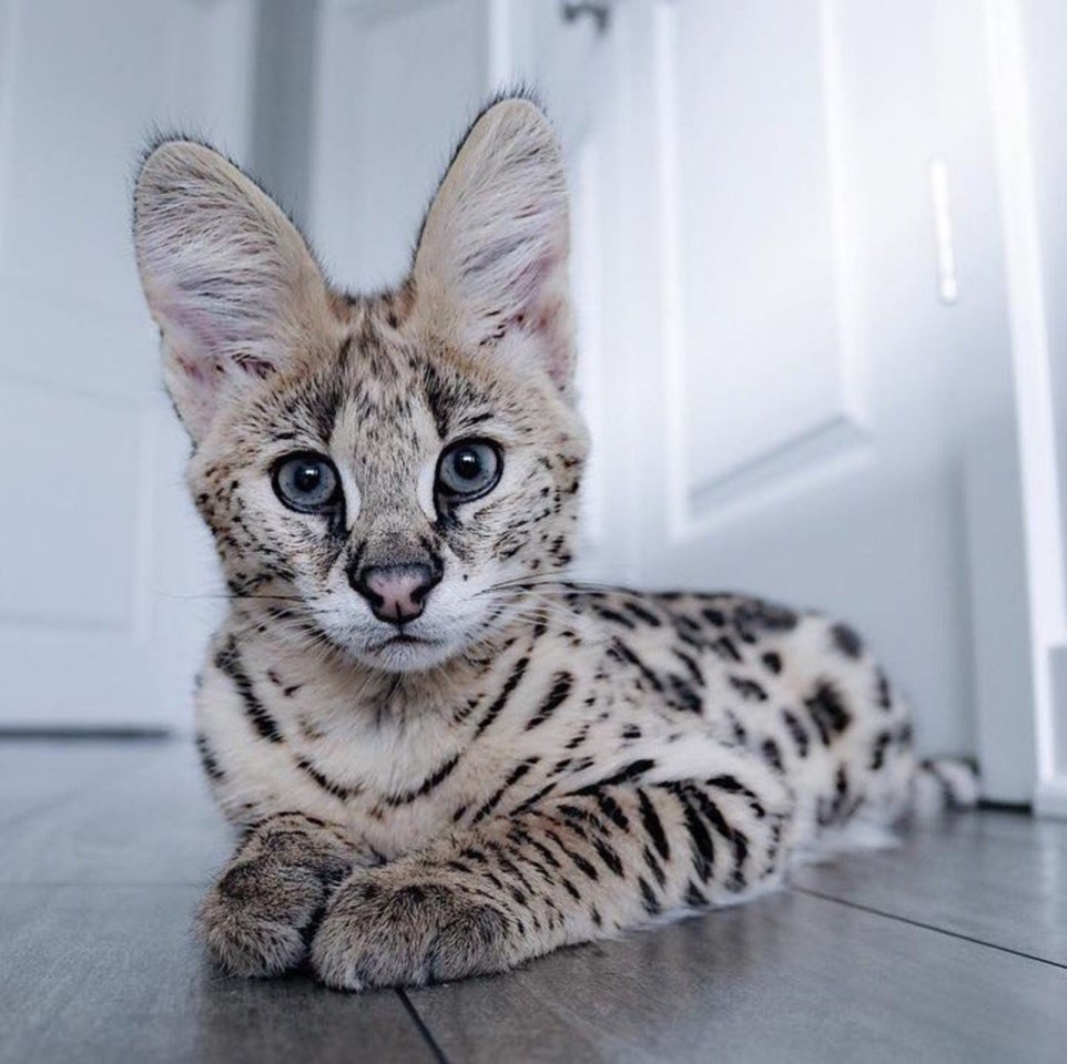 Rameses The Serval - 4