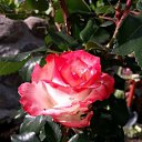 ���� ���� �� ������� ���������� ������